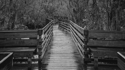 Black and white boardwalk at Lettuce Lake Park in Tampa Florida
