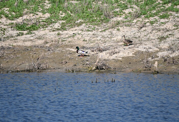 Duck Couple on the Shore