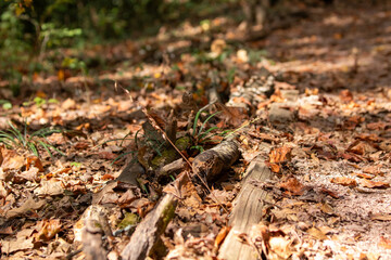 Logs and leaves in the forest 