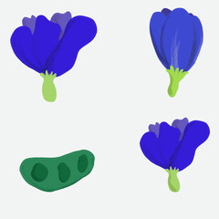 Butterfly pea flower vector designed with hand drawn design. Blue flower for design.