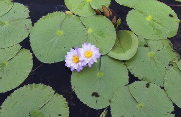 Purple lotus water lily flowers and lily pads floating on a pond