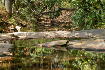 rieflections in a rver in the forest