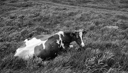 In the camera frame, one cow lies and rests on the green grass under the spring sun.