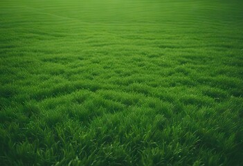 Close up aerial view of the grass on a soccer field stock photoGrass  - obrazy, fototapety, plakaty
