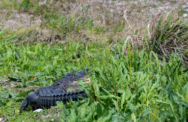 Alligator With Mouth Agape Rests In Tall Plants