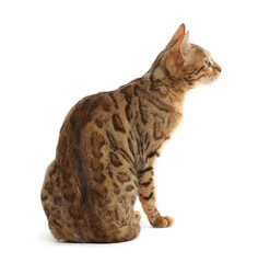 Cute Bengal cat on white background. Adorable pet