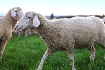 Naklejka na ściany i meble Cute sheep grazing on green pasture. Farm animals