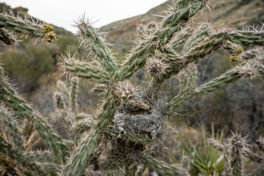 Birds Nest Nestled Into the Needle Filled Chain Link Cactus