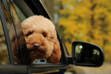 Cute dog inside black car, view from outside. Space for text