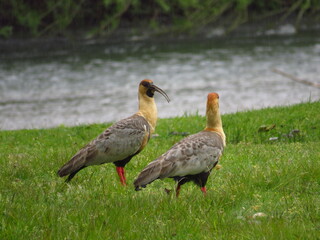 grey crowned crane © Jeckar