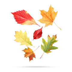 Many different bright autumn leaves falling on white background