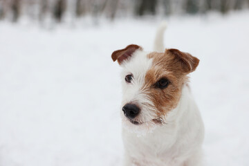 Cute Jack Russell Terrier on snow outdoors. Space for text