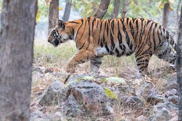 A tiger during mating in the Panna tiger reserve
