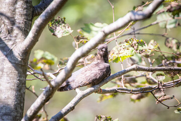 北海道の9月、ツツドリのヒナ。