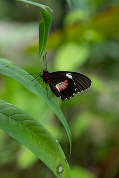 Elegant cattleheart butterfly perched atop a lush blade of grass.