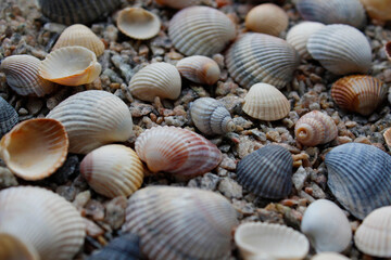 seashells on the beach