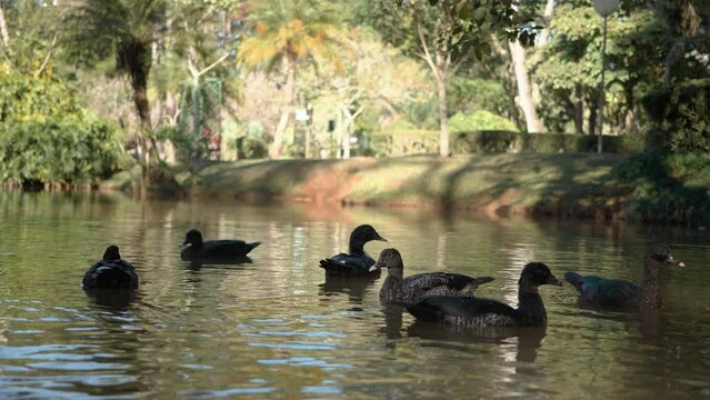 Scenes of ducks on a beautiful lake during summer at Parque das &Aacute;guas in S&atilde;o Louren&ccedil;o, Minas Gerais state, Brazil