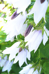 カンパニュラ（イリデセントベルズ）