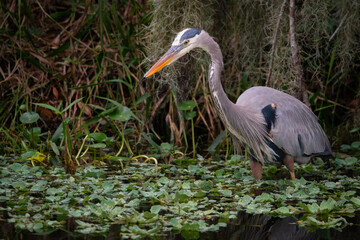 Great Blue Heron in a Wetland