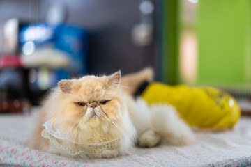 brown orange fluffy old cat wearing shirt sitting resting relax on white bed or table at home for...