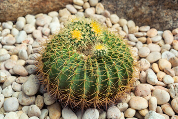 small round cacti plant or cactus trees with sharp thorns on gravel stones in garden or farm for desert tree and home decoration and agriculture