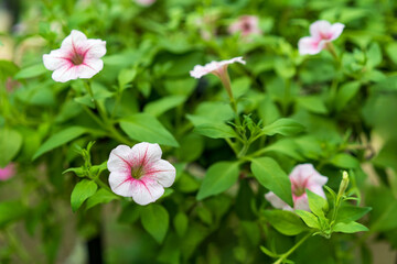 closeup pink Petunia flower or fresh white red Petunia Hybrida blooming flowers field with green leaves background to plant in summer garden and beautiful nature for sweet love on valentine day