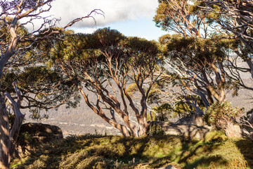 Wolgan Snow Gum (Eucalyptus gregsoniana), Kosciuszko National Park, NSW, Australia