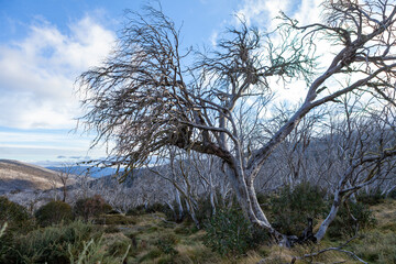 Dead Snow Gums At Kosciuszko National Park, Nsw, Australia