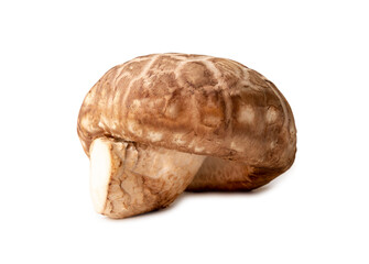 Shiitake mushrooms isolated on white background with clipping path. Chinese and Japanese herb plant
