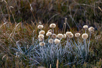 Billy buttons, Billy balls, or Woollyheads (Craspedia) in Winter at Kosciuszko National Park, NSW, Australia
