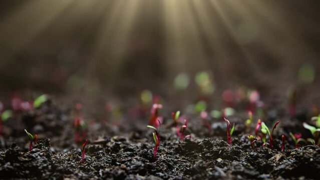 Plants growing in wet soil, growing herb in a greenhouse, natural agriculture in time lapse
