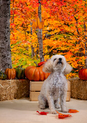 Cute Autumn time dogs with brightly colored leaves in the Fall