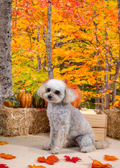 Cute Autumn time dogs with brightly colored leaves in the Fall