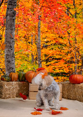 Cute Autumn time dogs with brightly colored leaves in the Fall