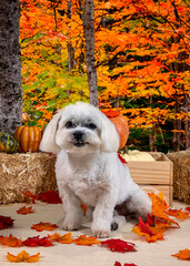 Cute Autumn time dogs with brightly colored leaves in the Fall