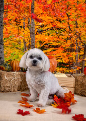 Cute Autumn time dogs with brightly colored leaves in the Fall