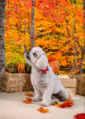 Cute Autumn time dogs with brightly colored leaves in the Fall