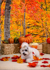 Cute Autumn time dogs with brightly colored leaves in the Fall