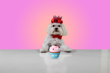 Birthday Party time dogs and cakes, cupcakes, and candy