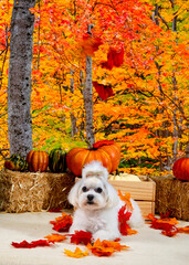 Cute Autumn time dogs with brightly colored leaves in the Fall