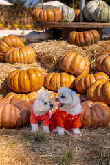 Cute dogs with Fall Harvest Pumpkin Patches