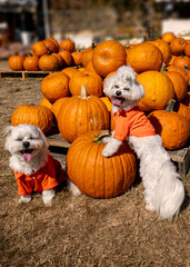 Cute dogs with Fall Harvest Pumpkin Patches