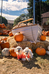 Cute dogs with Fall Harvest Pumpkin Patches