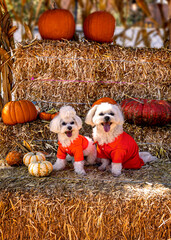 Cute dogs with Fall Harvest Pumpkin Patches