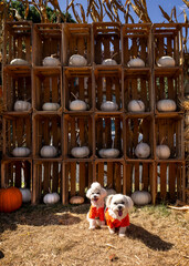 Cute dogs with Fall Harvest Pumpkin Patches