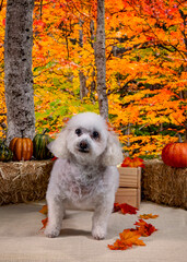 Cute Autumn time dogs with brightly colored leaves in the Fall