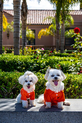 Dogs wearing clothes enjoying the park