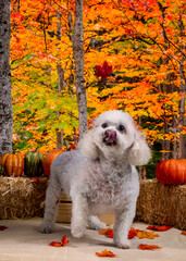 Cute Autumn time dogs with brightly colored leaves in the Fall