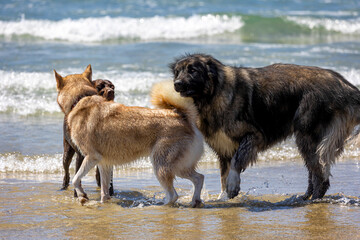 Dogs having fun at the sandy beach at the ocean