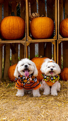 Cute dogs with Fall Harvest Pumpkin Patches